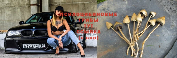 гашик Нефтекумск
